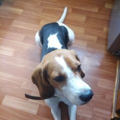 Подробнее об объявлении «Найдена собака кобель, г, р-н виз Екатеринбург» Фото: найдена собака Бигль «Найдена собака кобель, г, р-н виз Екатеринбург» в г. Екатеринбург