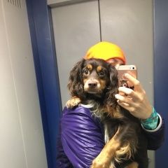 Подробнее об объявлении «Найдена собака кобель Москва» Фото: найдена собака  «Найдена собака кобель Москва» в г. Москва