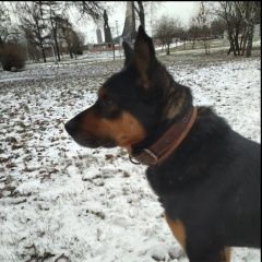 Подробнее об объявлении «Найдена собака кобель. коричневый-черный Москва» Фото: найдена собака  «Найдена собака кобель. коричневый-черный Москва» в г. Москва