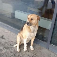 Подробнее об объявлении «Найдена собака кобель зао пр-т вернадского рыжий кобель Москва» Фото: найдена собака  «Найдена собака кобель зао пр-т вернадского...» в г. Москва