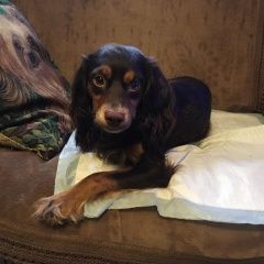 Подробнее об объявлении «Найдена собака кобель 14.01 отрадное спаниель Москва» Фото: найдена собака Английский кокер-спаниель «Найдена собака кобель 14.01 отрадное спаниель...» в г. Москва