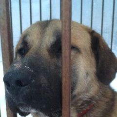 Подробнее об объявлении «Найдена собака кобель анатолийская овчарка (метис) Пушкино» Фото: найдена собака Анатолийская овчарка «Найдена собака кобель анатолийская овчарка...» в г. Пушкино