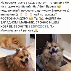 Подробнее об объявлении «Найдена собака Ростов-на-Дону» Фото: найдена собака Померанский шпиц «Найдена собака Ростов-на-Дону» в г. Ростов-на-Дону