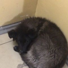 Подробнее об объявлении «Иркутск Найдена собака» Фото: найдена собака  «Иркутск Найдена собака» в г. Иркутск