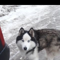 Подробнее об объявлении «Найдена собака кобель Нижний Новгород» Фото: найдена собака Сибирская хаски «Найдена собака кобель Нижний Новгород» в г. Нижний Новгород