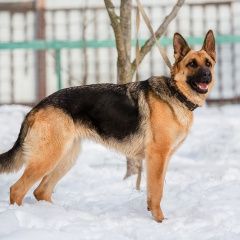 Подробнее об объявлении «Найдена собака Нижний Новгород» Фото: найдена собака Немецкая овчарка «Найдена собака Нижний Новгород» в г. Нижний Новгород