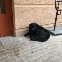 Подробнее об объявлении «Найдена собака кобель черный кобель Химки» Фото: найдена собака  «Найдена собака кобель черный кобель Химки» в г. Химки