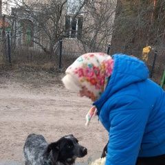 Подробнее об объявлении «Найдена собака ищем хозяев Тверь» Фото: найдена собака Русский охотничий спаниель «Найдена собака ищем хозяев Тверь» в г. Тверь