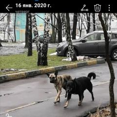 Подробнее об объявлении «Найдена собака кобель черный и рыжий пес Москва» Фото: найдена собака  «Найдена собака кобель черный и рыжий пес Москва» в г. Москва