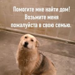 Подробнее об объявлении «Найдена собака Подольск» Фото: найдена собака  «Найдена собака Подольск» в г. Подольск