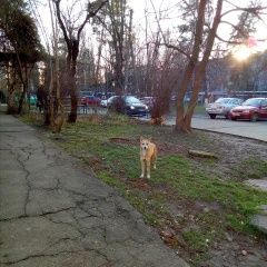 Подробнее об объявлении «Краснодар Найдена собака» Фото: найдена собака  «Краснодар Найдена собака» в г. Краснодар