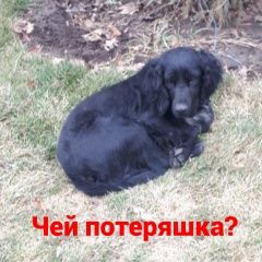 Подробнее об объявлении «Найдена собака Ростов-на-Дону» Фото: найдена собака Американский кокер-спаниель «Найдена собака Ростов-на-Дону» в г. Ростов-на-Дону