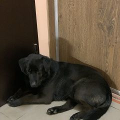 Подробнее об объявлении «Найдена собака кобель  Москва» Фото: найдена собака Лабрадор ретривер «Найдена собака кобель  Москва» в г. Москва