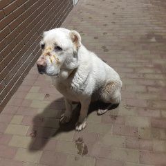 Подробнее об объявлении «Нарофоминск Найдена собака помогаю информационно» Фото: найдена собака  «Нарофоминск Найдена собака помогаю информационно» в г. Нарофоминск