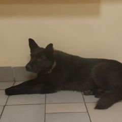 Подробнее об объявлении «Найдена собака сука чёрного цвета Москва» Фото: найдена собака  «Найдена собака сука чёрного цвета Москва» в г. Москва