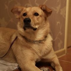 Подробнее об объявлении «Найдена собака кобель тушино Москва» Фото: найдена собака  «Найдена собака кобель тушино Москва» в г. Москва