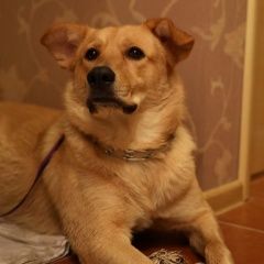 Подробнее об объявлении «Найдена собака ищем хозяев или передержку Москва» Фото: найдена собака  «Найдена собака ищем хозяев или передержку Москва» в г. Москва