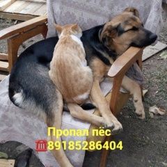 Подробнее об объявлении «Найдена собака кобель Ростов-на-Дону» Фото: найдена собака  «Найдена собака кобель Ростов-на-Дону» в г. Ростов-на-Дону