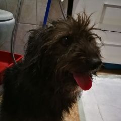 Подробнее об объявлении «Найдена собака Москва» Фото: найдена собака  «Найдена собака Москва» в г. Москва