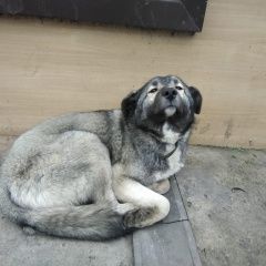 Подробнее об объявлении «Воронеж Найдена собака кобель потеряшка» Фото: найдена собака  «Воронеж Найдена собака кобель потеряшка» в г. Воронеж