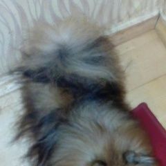 Подробнее об объявлении «Найдена собака кобель ищем хозяев Москва» Фото: найдена собака Померанский шпиц «Найдена собака кобель ищем хозяев Москва» в г. Москва