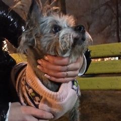 Подробнее об объявлении «Найдена собака Москва» Фото: найдена собака  «Найдена собака Москва» в г. Москва