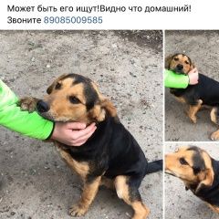Подробнее об объявлении «Найдена собака Ростов-на-Дону» Фото: найдена собака  «Найдена собака Ростов-на-Дону» в г. Ростов-на-Дону
