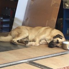 Подробнее об объявлении «Найдена собака кобель Химки» Фото: найдена собака Анатолийская овчарка «Найдена собака кобель Химки» в г. Химки