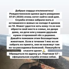Подробнее об объявлении «Найдена собака Ростов-на-Дону» Фото: найдена собака  «Найдена собака Ростов-на-Дону» в г. Ростов-на-Дону