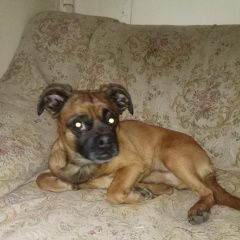 Подробнее об объявлении «Найдена собака кобель Москва» Фото: найдена собака  «Найдена собака кобель Москва» в г. Москва