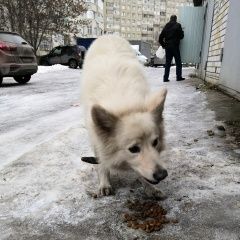 Подробнее об объявлении «Найдена собака Чебоксары» Фото: найдена собака  «Найдена собака Чебоксары» в г. Чебоксары