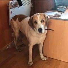 Подробнее об объявлении «Найдена собака 26 сентября рыже-белая девочка Москва» Фото: найдена собака Гончая «Найдена собака 26 сентября рыже-белая девочка...» в г. Москва