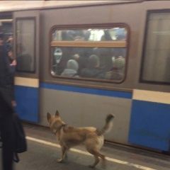 Подробнее об объявлении «Найдена собака была в метро одна Москва» Фото: найдена собака  «Найдена собака была в метро одна Москва» в г. Москва