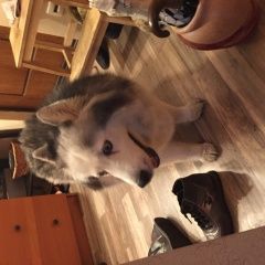 Подробнее об объявлении «Найдена собака ориентировочно породы маламут Москва» Фото: найдена собака  «Найдена собака ориентировочно породы маламут...» в г. Москва