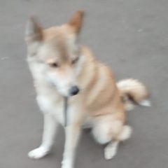 Подробнее об объявлении «Найдена собака Москва» Фото: найдена собака  «Найдена собака Москва» в г. Москва