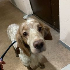 Подробнее об объявлении «Найдена собака кобель отрадное, сеттер кобель Москва» Фото: найдена собака Английский сеттер «Найдена собака кобель отрадное, сеттер кобель...» в г. Москва