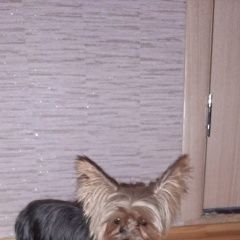 Подробнее об объявлении «Найдена собака кобель в районе можайского шоссе и кутузовского Москва» Фото: найдена собака Йоркширский терьер «Найдена собака кобель в районе можайского шоссе...» в г. Москва