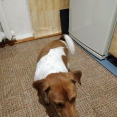 Подробнее об объявлении «Найдена собака кобель джек рассел терьер, Москва» Фото: найдена собака Джек рассел терьер «Найдена собака кобель джек рассел терьер, Москва» в г. Москва