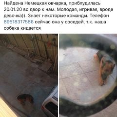 Подробнее об объявлении «Найдена собака Ростов-на-Дону» Фото: найдена собака Немецкая овчарка «Найдена собака Ростов-на-Дону» в г. Ростов-на-Дону