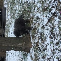 Подробнее об объявлении «Найдена собака Москва» Фото: найдена собака  «Найдена собака Москва» в г. Москва