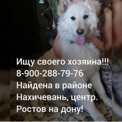 Подробнее об объявлении «Найдена собака Ростов-на-Дону» Фото: найдена собака  «Найдена собака Ростов-на-Дону» в г. Ростов-на-Дону