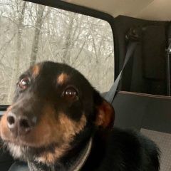 Подробнее об объявлении «Геленджик Найдена собака кобель ягдтерьера» Фото: найдена собака Ягд-терьер «Геленджик Найдена собака кобель ягдтерьера» в г. Геленджик