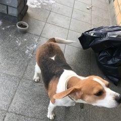 Подробнее об объявлении «Найдена собака бигль Нижний Новгород» Фото: найдена собака Бигль «Найдена собака бигль Нижний Новгород» в г. Нижний Новгород