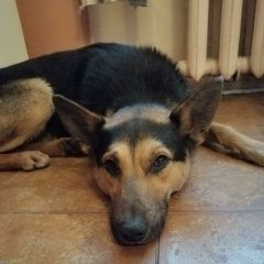 Подробнее об объявлении «Найдена собака кобель китай-город Москва» Фото: найдена собака  «Найдена собака кобель китай-город Москва» в г. Москва