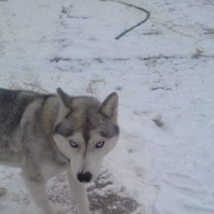 Подробнее об объявлении «Найдена собака хаски, девочка, Москва» Фото: найдена собака  «Найдена собака хаски, девочка, Москва» в г. Москва