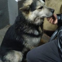 Подробнее об объявлении «Найдена собака кобель пес Москва» Фото: найдена собака Немецкая овчарка «Найдена собака кобель пес Москва» в г. Москва