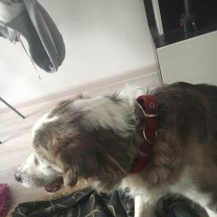 Подробнее об объявлении «Найдена собака Москва» Фото: найдена собака  «Найдена собака Москва» в г. Москва