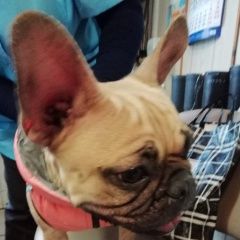 Подробнее об объявлении «Найдена собака французский бульдог Москва» Фото: найдена собака Французский бульдог «Найдена собака французский бульдог Москва» в г. Москва