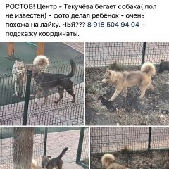 Подробнее об объявлении «Найдена собака Ростов-на-Дону» Фото: найдена собака Сибирская хаски «Найдена собака Ростов-на-Дону» в г. Ростов-на-Дону