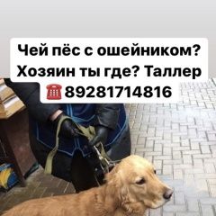 Подробнее об объявлении «Найдена собака кобель Ростов-на-Дону» Фото: найдена собака Американский кокер-спаниель «Найдена собака кобель Ростов-на-Дону» в г. Ростов-на-Дону